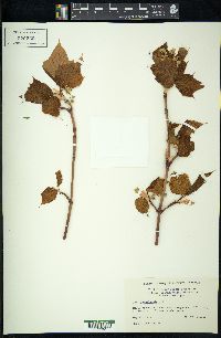Acer pensylvanicum image