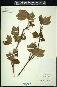 Acer pensylvanicum image