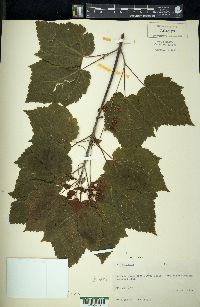 Acer spicatum image