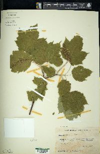 Acer spicatum image