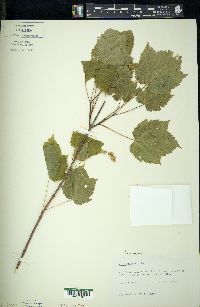 Acer spicatum image