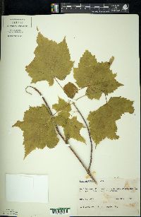 Acer spicatum image