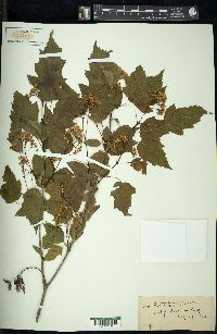 Acer tataricum image