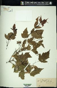 Acer tataricum image