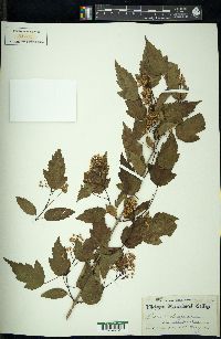 Acer tataricum image