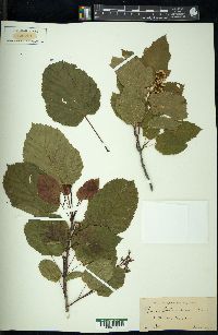 Acer tataricum image