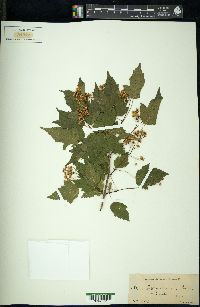 Acer tataricum subsp. ginnala image