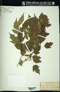 Acer tataricum image