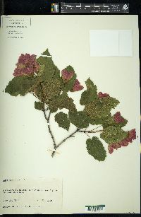 Acer tataricum image