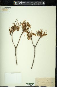 Acer nigrum image