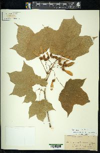 Acer nigrum image