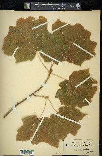 Acer nigrum image