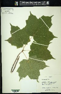 Acer nigrum image