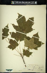 Acer nigrum image