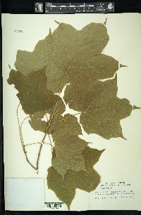 Acer nigrum image