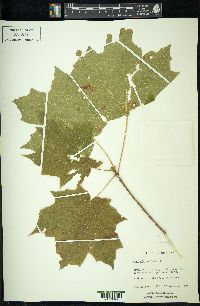 Acer nigrum image