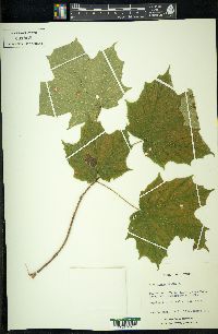 Acer nigrum image