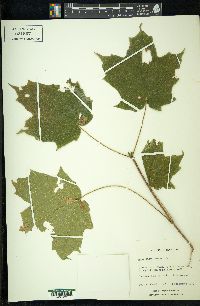 Acer nigrum image