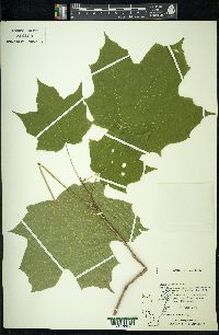 Acer nigrum image