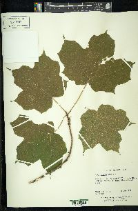 Acer nigrum image