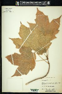 Acer nigrum image