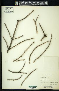 Acer nigrum image