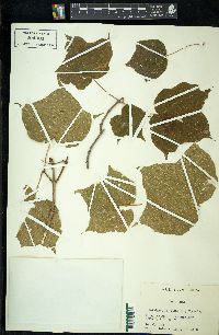 Acer nigrum image