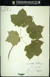 Acer nigrum image