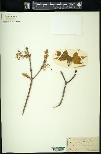 Acer nigrum image