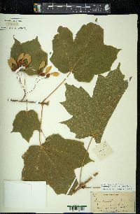 Acer nigrum image