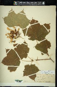 Acer nigrum image