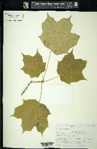 Acer nigrum image