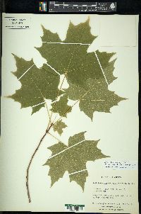 Acer nigrum image