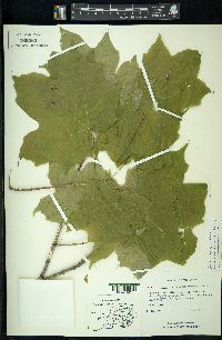 Acer nigrum image