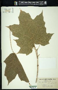 Acer nigrum image