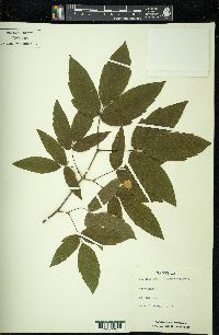 Acer henryi image