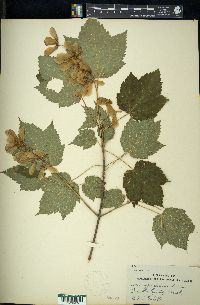 Acer spicatum image