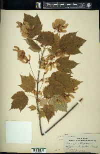 Acer spicatum image