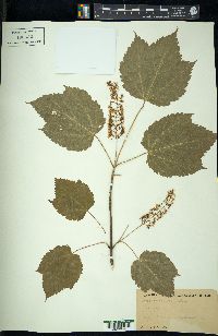 Acer spicatum image