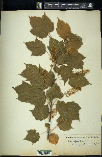Acer spicatum image