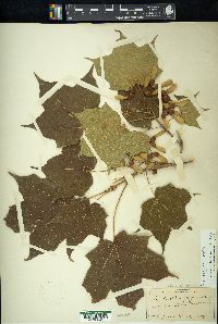 Acer nigrum image