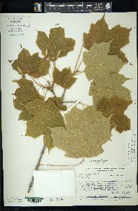 Acer nigrum image