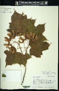 Acer nigrum image