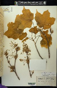 Acer nigrum image