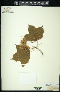 Acer nigrum image