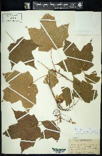 Acer nigrum image