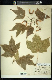 Acer nigrum image