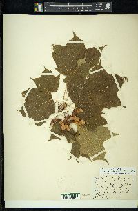 Acer nigrum image