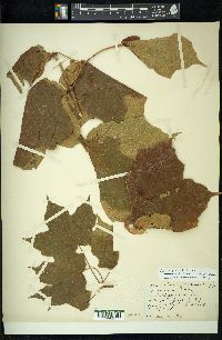 Acer nigrum image