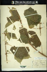 Acer nigrum image